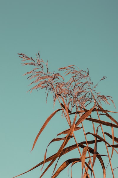 白天在蓝天下种植棕色小麦